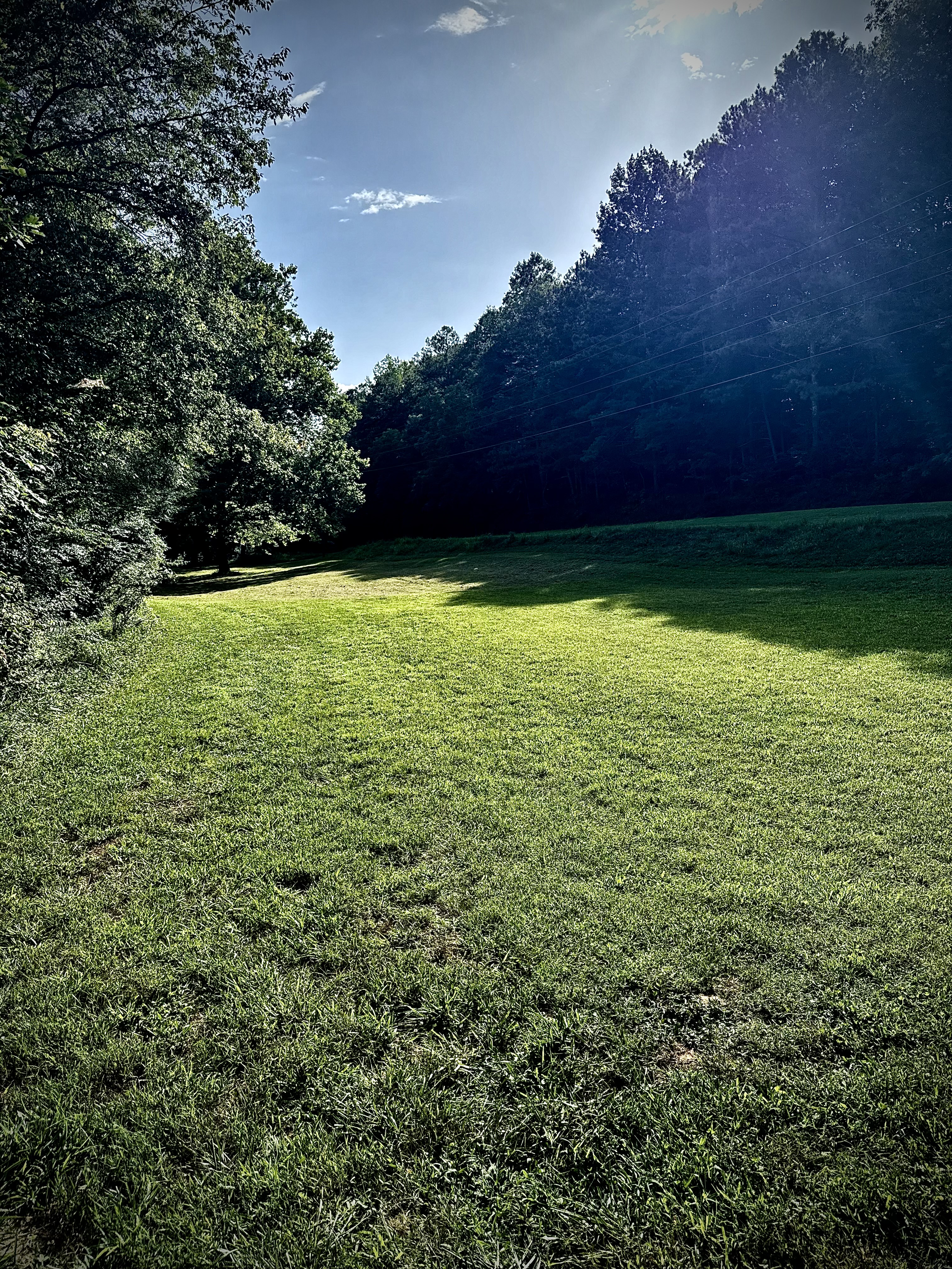 Forest Trail